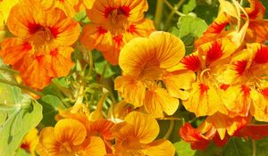 Preview wallpaper nasturtium, flowers, bright, orange, sunny