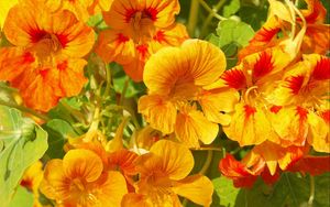 Preview wallpaper nasturtium, flowers, bright, orange, sunny