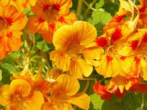 Preview wallpaper nasturtium, flowers, bright, orange, sunny