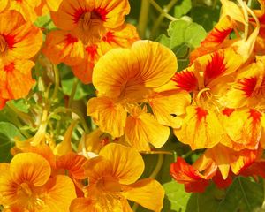 Preview wallpaper nasturtium, flowers, bright, orange, sunny