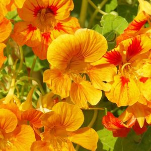 Preview wallpaper nasturtium, flowers, bright, orange, sunny