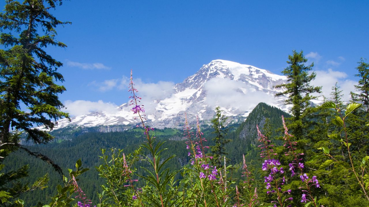 Wallpaper national park mount rainier national park, flowers, forests, mountains