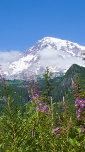 Preview wallpaper national park mount rainier national park, flowers, forests, mountains