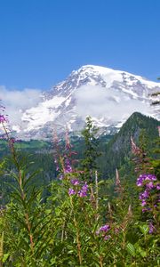 Preview wallpaper national park mount rainier national park, flowers, forests, mountains