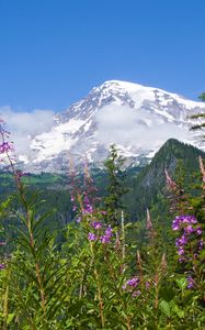 Preview wallpaper national park mount rainier national park, flowers, forests, mountains