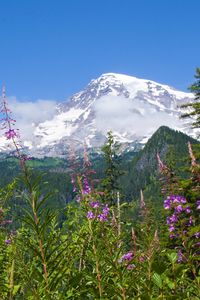 Preview wallpaper national park mount rainier national park, flowers, forests, mountains