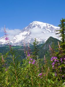 Preview wallpaper national park mount rainier national park, flowers, forests, mountains