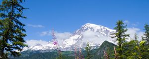 Preview wallpaper national park mount rainier national park, flowers, forests, mountains