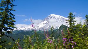 Preview wallpaper national park mount rainier national park, flowers, forests, mountains