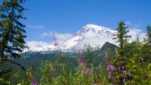 Preview wallpaper national park mount rainier national park, flowers, forests, mountains