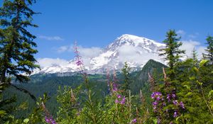 Preview wallpaper national park mount rainier national park, flowers, forests, mountains