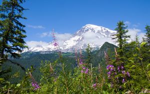 Preview wallpaper national park mount rainier national park, flowers, forests, mountains