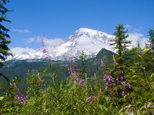 Preview wallpaper national park mount rainier national park, flowers, forests, mountains