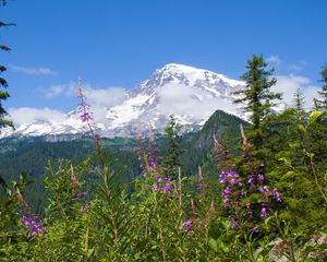 Preview wallpaper national park mount rainier national park, flowers, forests, mountains