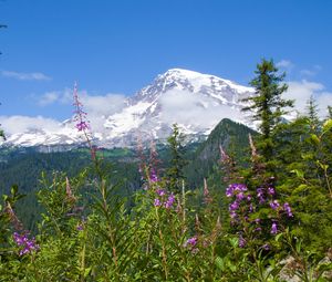 Preview wallpaper national park mount rainier national park, flowers, forests, mountains