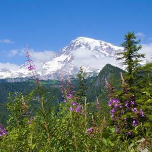 Preview wallpaper national park mount rainier national park, flowers, forests, mountains