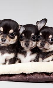 Preview wallpaper national puppy day, 2015, celebrity pet and home life style