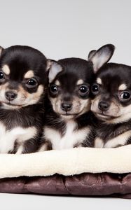 Preview wallpaper national puppy day, 2015, celebrity pet and home life style