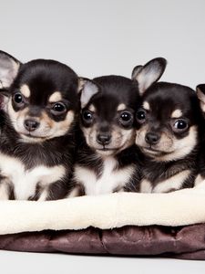 Preview wallpaper national puppy day, 2015, celebrity pet and home life style