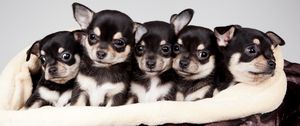 Preview wallpaper national puppy day, 2015, celebrity pet and home life style
