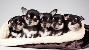 Preview wallpaper national puppy day, 2015, celebrity pet and home life style