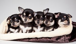 Preview wallpaper national puppy day, 2015, celebrity pet and home life style