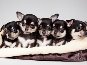 Preview wallpaper national puppy day, 2015, celebrity pet and home life style