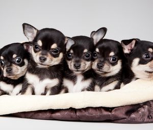Preview wallpaper national puppy day, 2015, celebrity pet and home life style