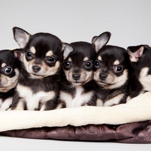 Preview wallpaper national puppy day, 2015, celebrity pet and home life style