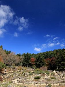 Preview wallpaper nature, autumn, sky, trees