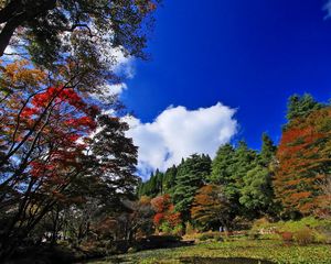 Preview wallpaper nature, autumn, trees