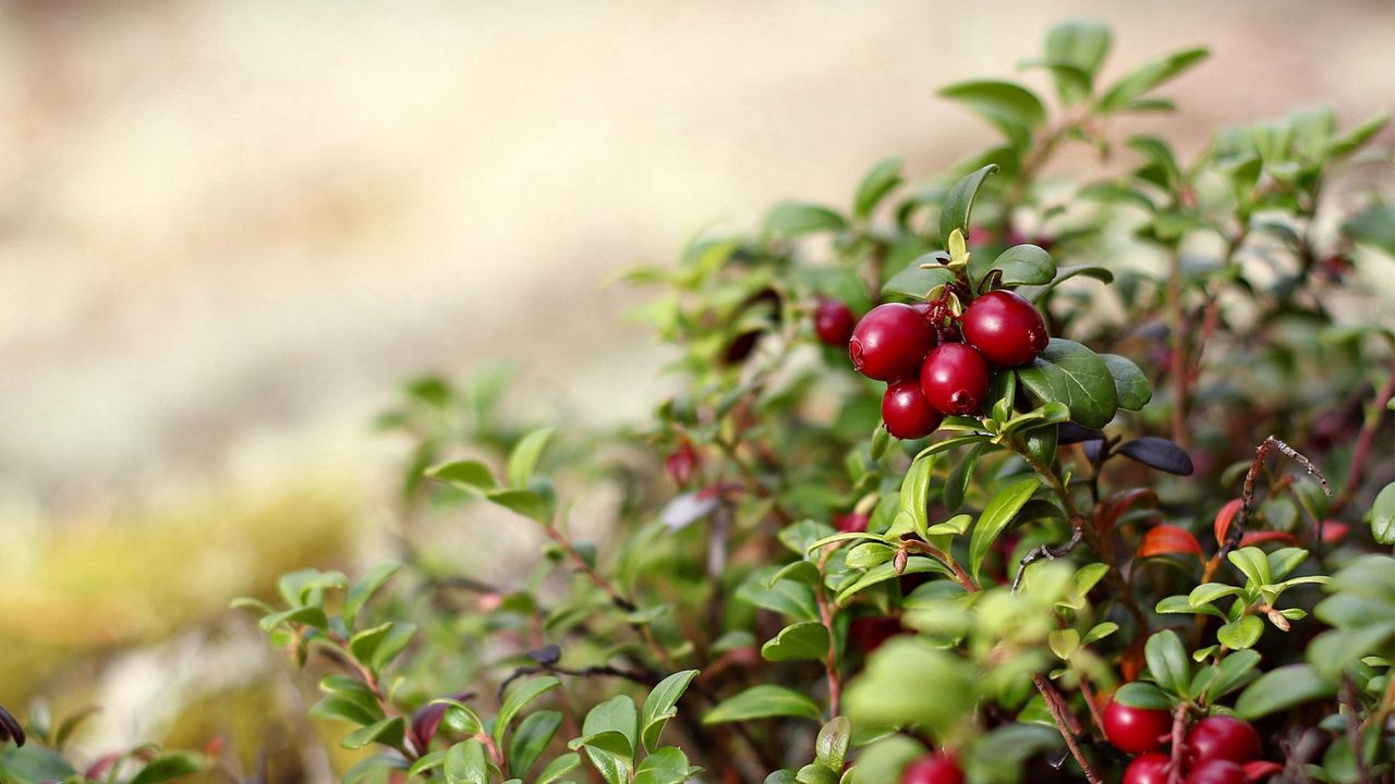 Wallpaper nature, berries, red, bush, leaves