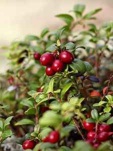 Preview wallpaper nature, berries, red, bush, leaves