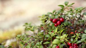 Preview wallpaper nature, berries, red, bush, leaves