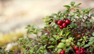 Preview wallpaper nature, berries, red, bush, leaves