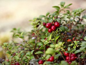 Preview wallpaper nature, berries, red, bush, leaves