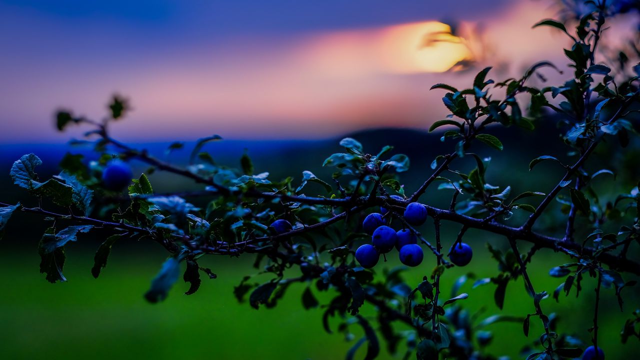 Wallpaper nature, berries, sunset, green, blue