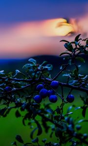 Preview wallpaper nature, berries, sunset, green, blue