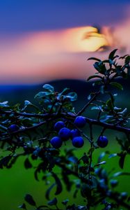 Preview wallpaper nature, berries, sunset, green, blue