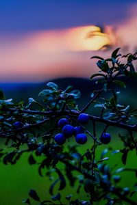 Preview wallpaper nature, berries, sunset, green, blue