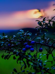 Preview wallpaper nature, berries, sunset, green, blue