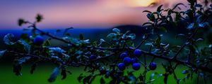 Preview wallpaper nature, berries, sunset, green, blue