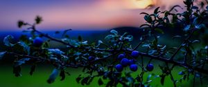 Preview wallpaper nature, berries, sunset, green, blue