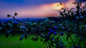 Preview wallpaper nature, berries, sunset, green, blue