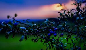 Preview wallpaper nature, berries, sunset, green, blue