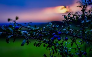 Preview wallpaper nature, berries, sunset, green, blue