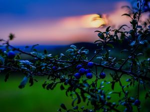 Preview wallpaper nature, berries, sunset, green, blue