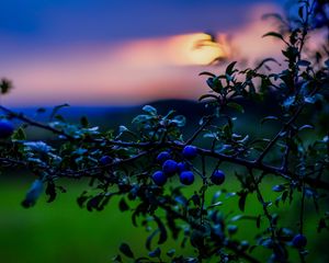 Preview wallpaper nature, berries, sunset, green, blue