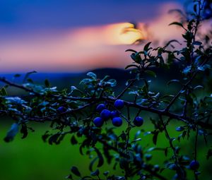 Preview wallpaper nature, berries, sunset, green, blue