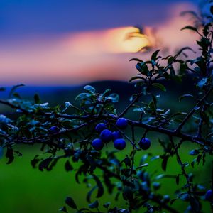 Preview wallpaper nature, berries, sunset, green, blue